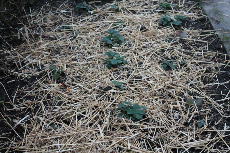 Erdbeerbeet mit Strohmulch Erdbeerbeet mit Strohmulch