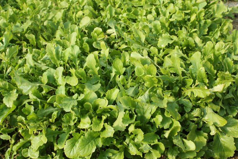 Rucola Rucola