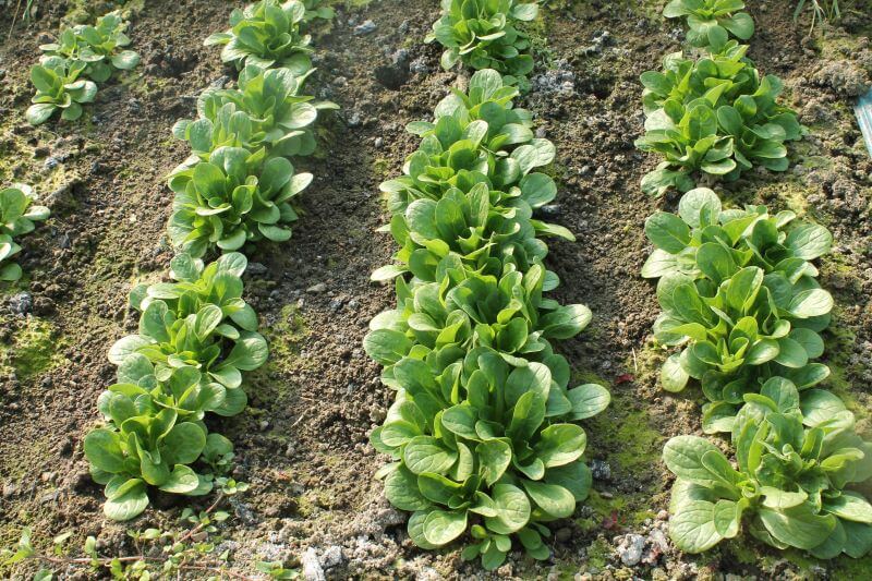 Feldsalat im Gewächshaus Feldsalat im Gewächshaus