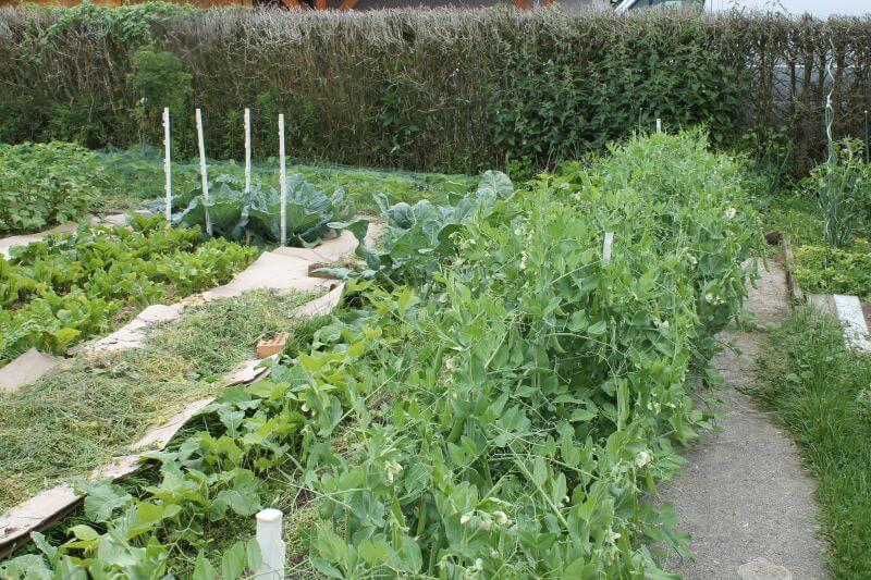Veggiegan-Garten im Juni 2021