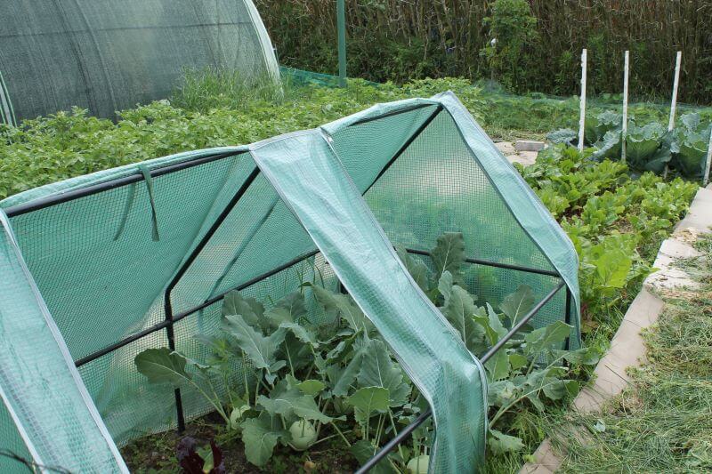 Veggiegan-Garten im Juni 2021