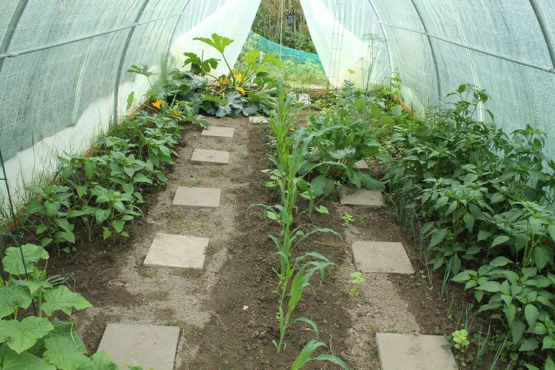 Veggiegan-Garten Gewächshaus im Juni 2021