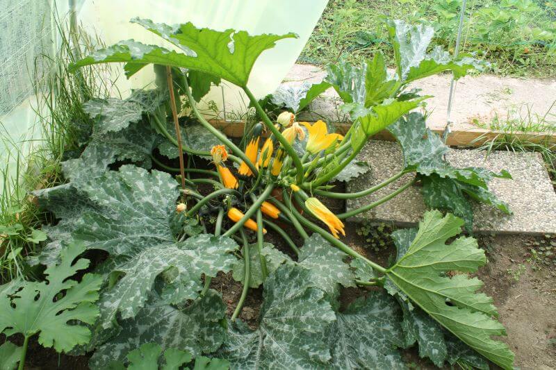 Zucchini Zucchini