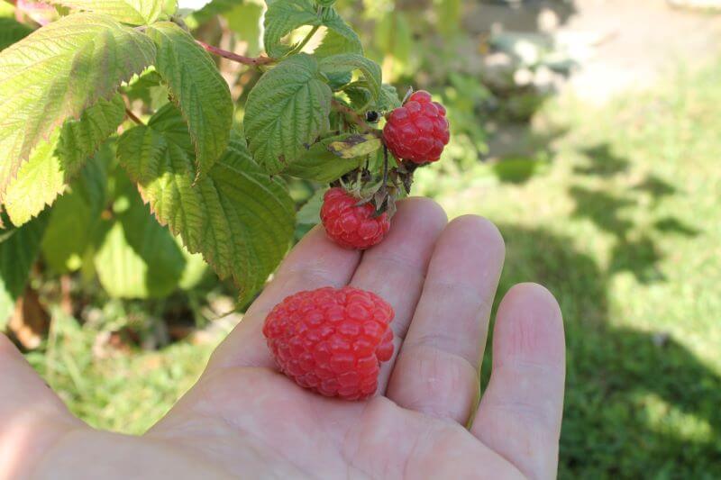 Himbeeren Himbeeren