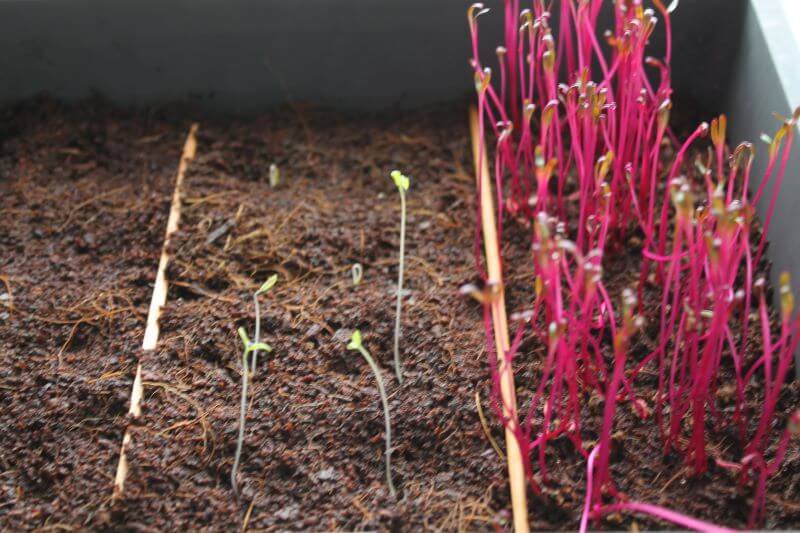 Geizwuchs Micro-Green Geizwuchs Micro-Green
