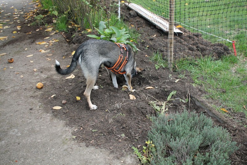 Liebstöckel Hund gräbt im Kräuterbeet