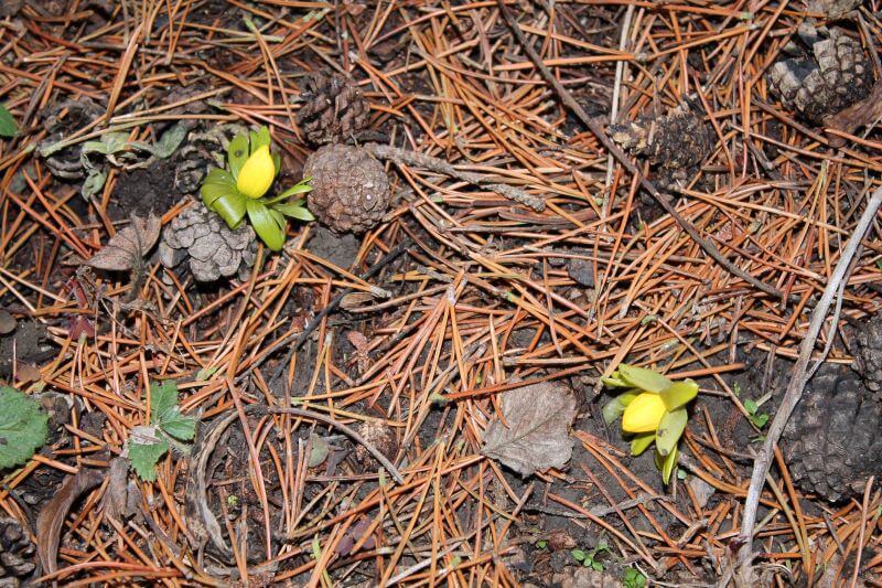 Winterlinge Winterlinge