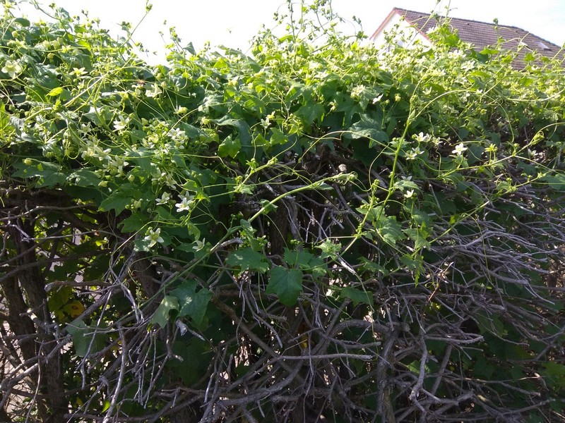 Zaunrübe begrünt tote Hecke