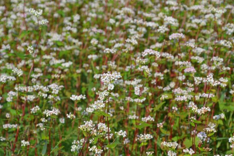Buchweizenfeld in blühte