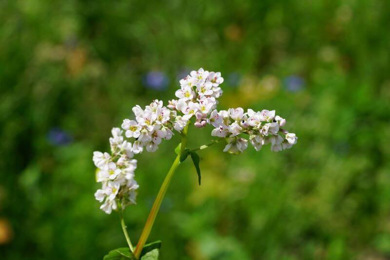 Buchweizenblüte Buchweizenblüte
