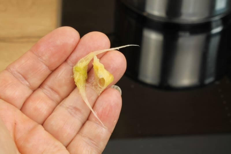 Fäden vom Rhabarber Fäden vom Rhabarber